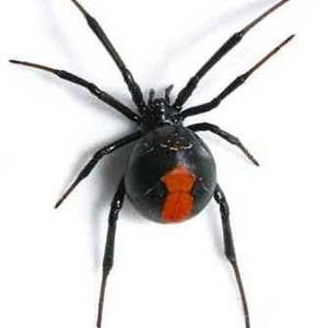 Meet your Posher, Bridgett